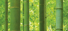Korean Wallpaper design 88423-1, Sunshine bamboo, Natural collection