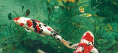 Korean Wallpaper design 88635-1, Gold fish, Natural collection