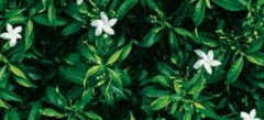 Korean Wallpaper design 88638-1, Jasmine garden, Natural collection