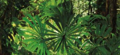 Korean Wallpaper design 88639-1, Jungle Book, Natural collection